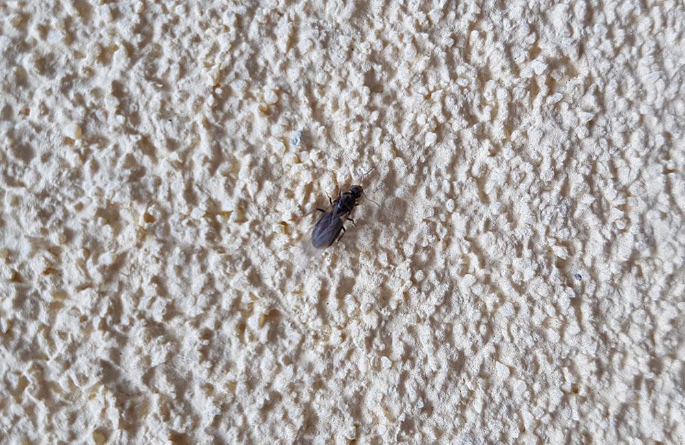 FOTO: Na území mesta Žilina je zvýšený výskyt okrídlených mravcov, foto 2