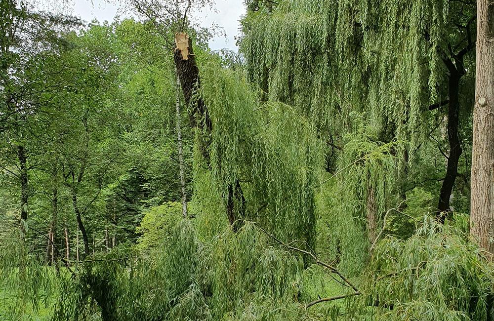 FOTO: Ľudí v parku na Rosinkách ohrozujú padajúce konáre a stromy, foto 4