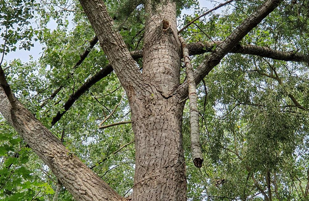 FOTO: Ľudí v parku na Rosinkách ohrozujú padajúce konáre a stromy, foto 2