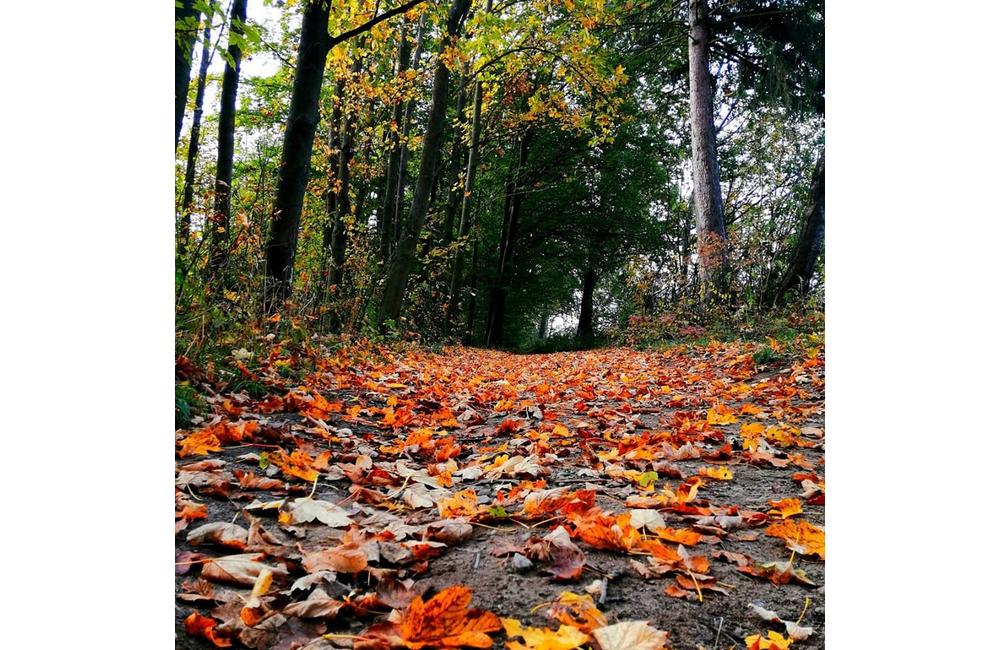 FOTO: Jeseň v Žiline a okolí na záberoch od našich čitateľov, foto 5