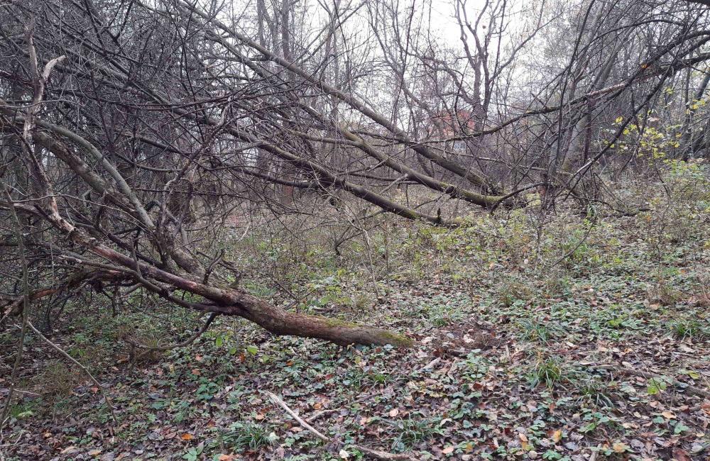 V ovocnom sade pod Hájikom začalo mesto odstraňovať náletové a plevelné dreviny, foto 1
