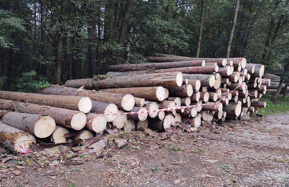 Výrub stromov napadnutých lykožrútom v žilinskom lesoparku, foto 3