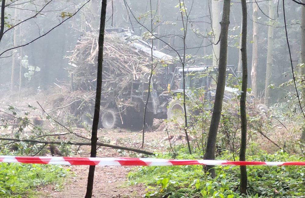 Výrub stromov napadnutých lykožrútom v žilinskom lesoparku, foto 1