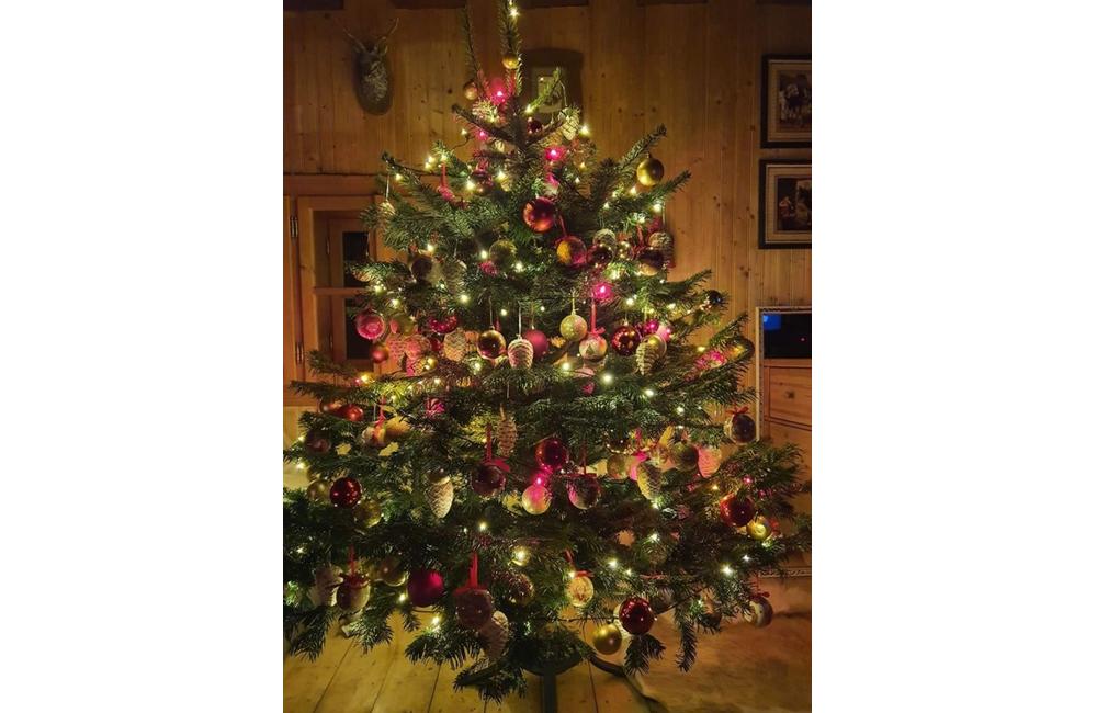 FOTO: Galéria vianočných stromčekov zo Žiliny od našich čitateľov, foto 4
