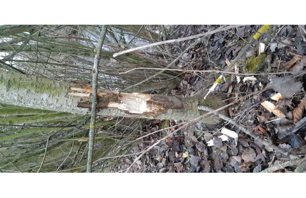 FOTO: Výskyt bobra Vodného v Žiline - oblasť biokoridoru, foto 1