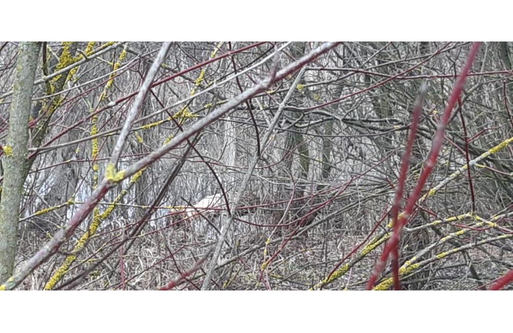 FOTO: Výskyt bobra Vodného v Žiline - oblasť biokoridoru, foto 3