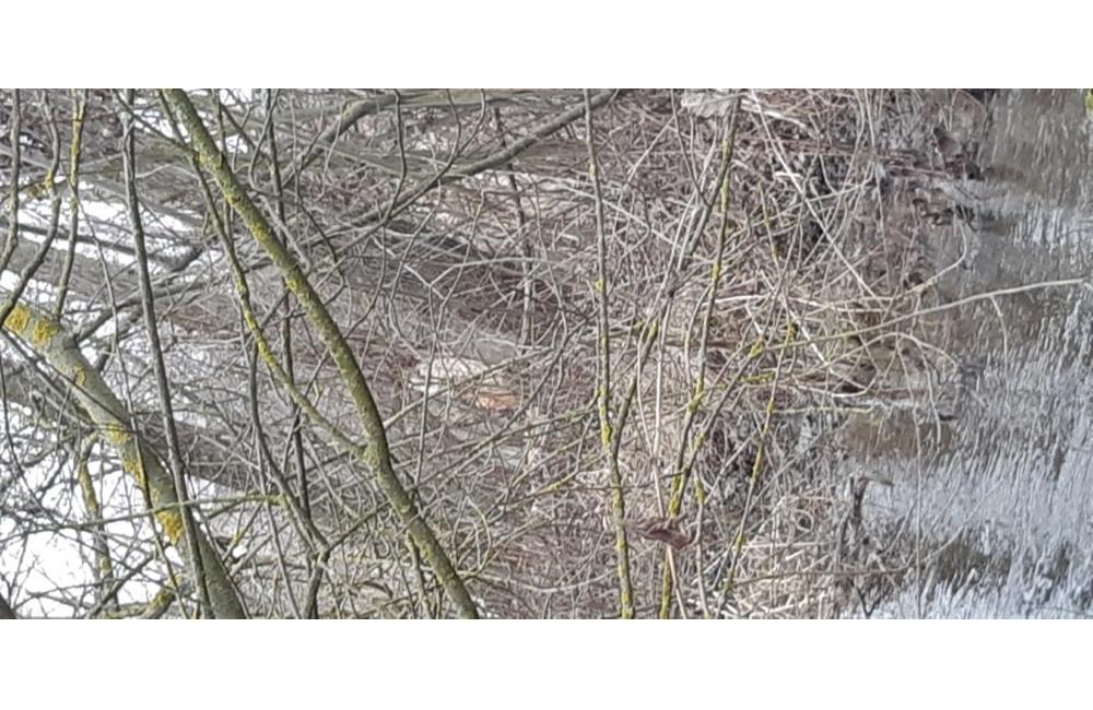 FOTO: Výskyt bobra Vodného v Žiline - oblasť biokoridoru, foto 4