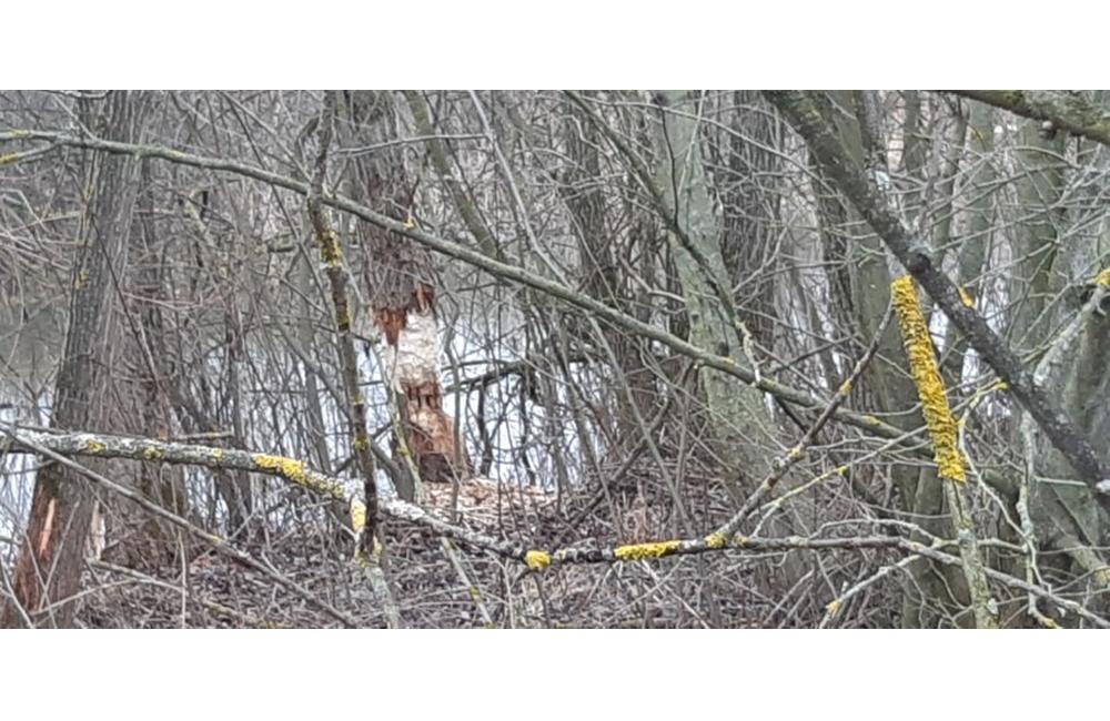 FOTO: Výskyt bobra Vodného v Žiline - oblasť biokoridoru, foto 5