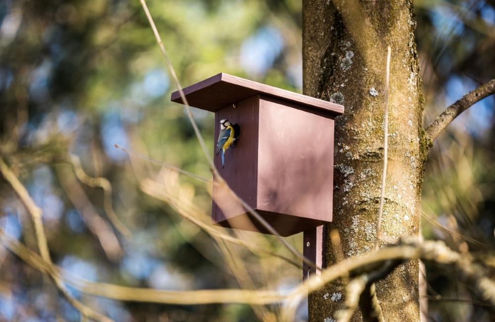 FOTO: V oddychovej zóne FRI UNIZA vybudovali ekodvor s búdkami pre vtáčiky, foto 4