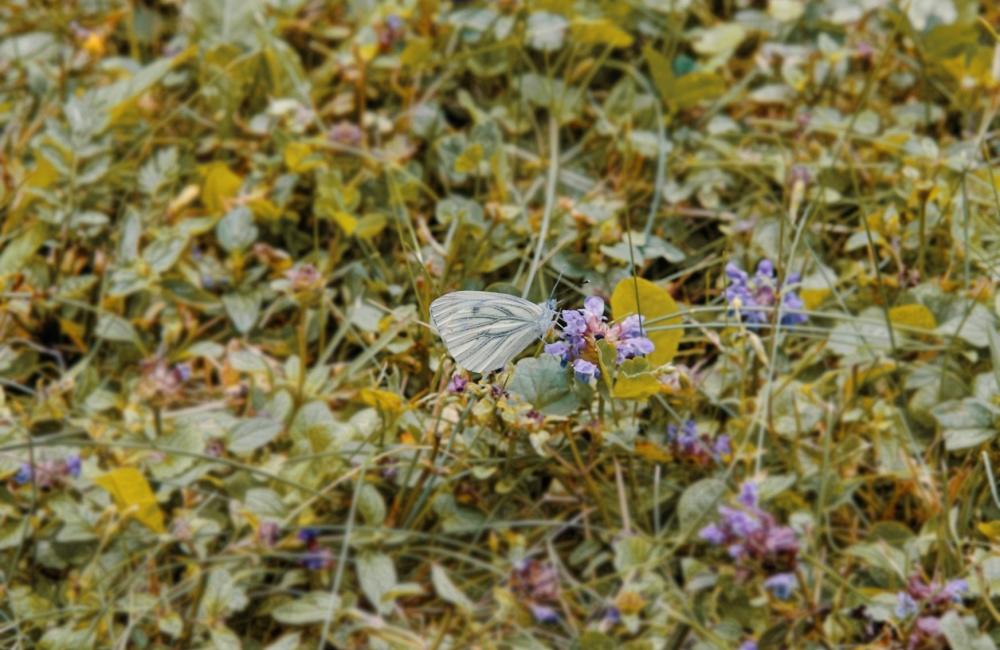 FOTO: Vo vonkajšej zóne FRI UNIZA vyhradili lúku pre motýle, foto 6