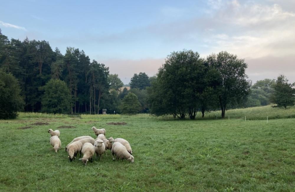 FOTO: Sad Slobody v Žiline kosia dobrovoľníci kosami, pomáhajú im aj ovce, foto 1