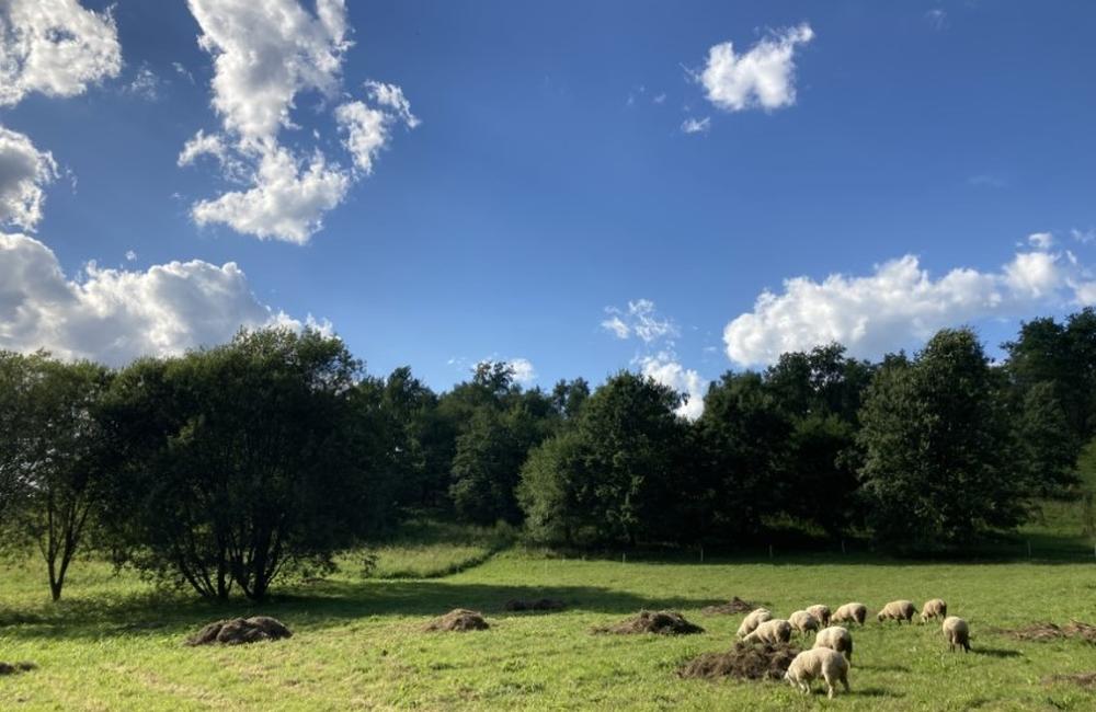 FOTO: Sad Slobody v Žiline kosia dobrovoľníci kosami, pomáhajú im aj ovce, foto 5