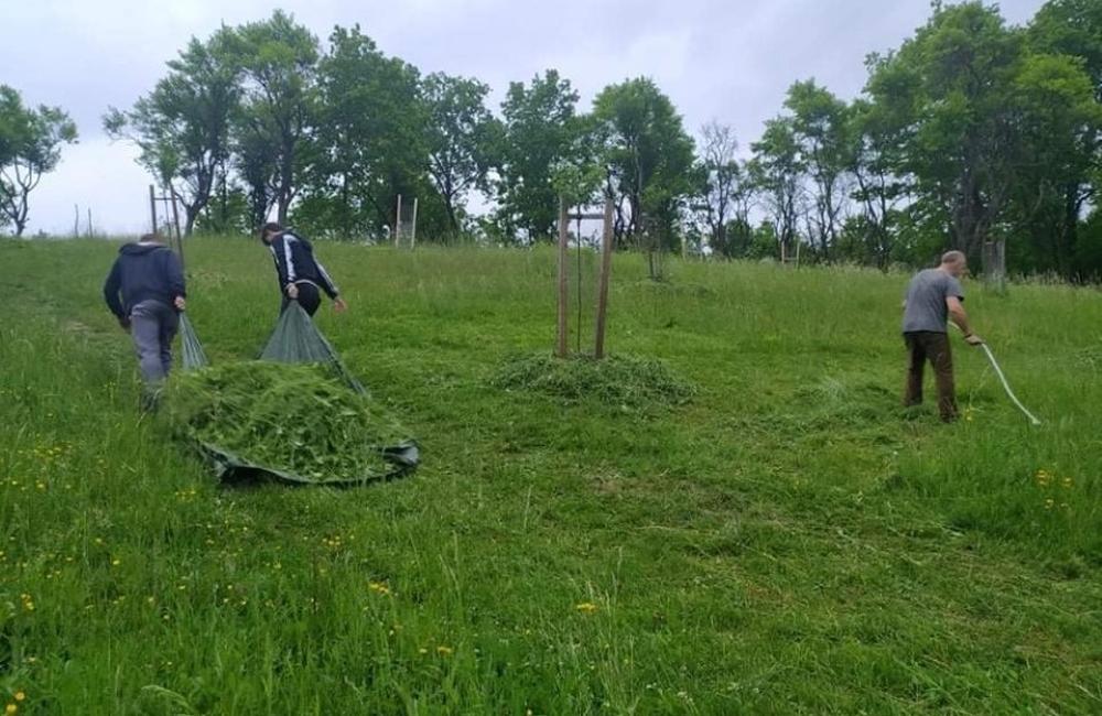 FOTO: Sad Slobody v Žiline kosia dobrovoľníci kosami, pomáhajú im aj ovce, foto 7