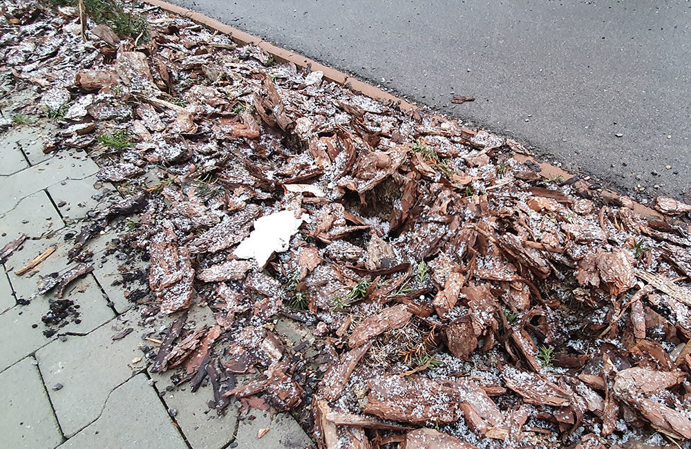 FOTO: Novovysadené dreviny popri chodníkoch cez lesopark vytrhali vandali, foto 6