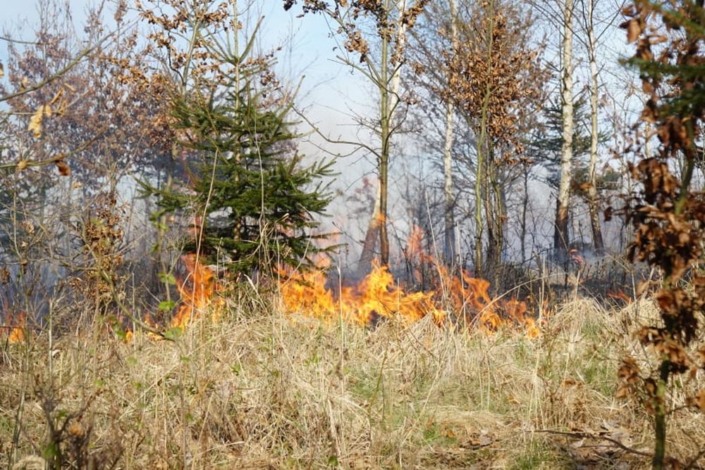 FOTO: Les medzi Rosinou a Trnovým je v plameňoch, zasahuje množstvo hasičov, foto 9