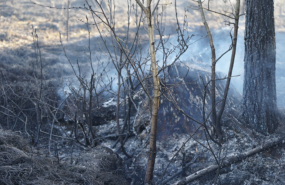 FOTO: Les medzi Rosinou a Trnovým je v plameňoch, zasahuje množstvo hasičov, foto 15