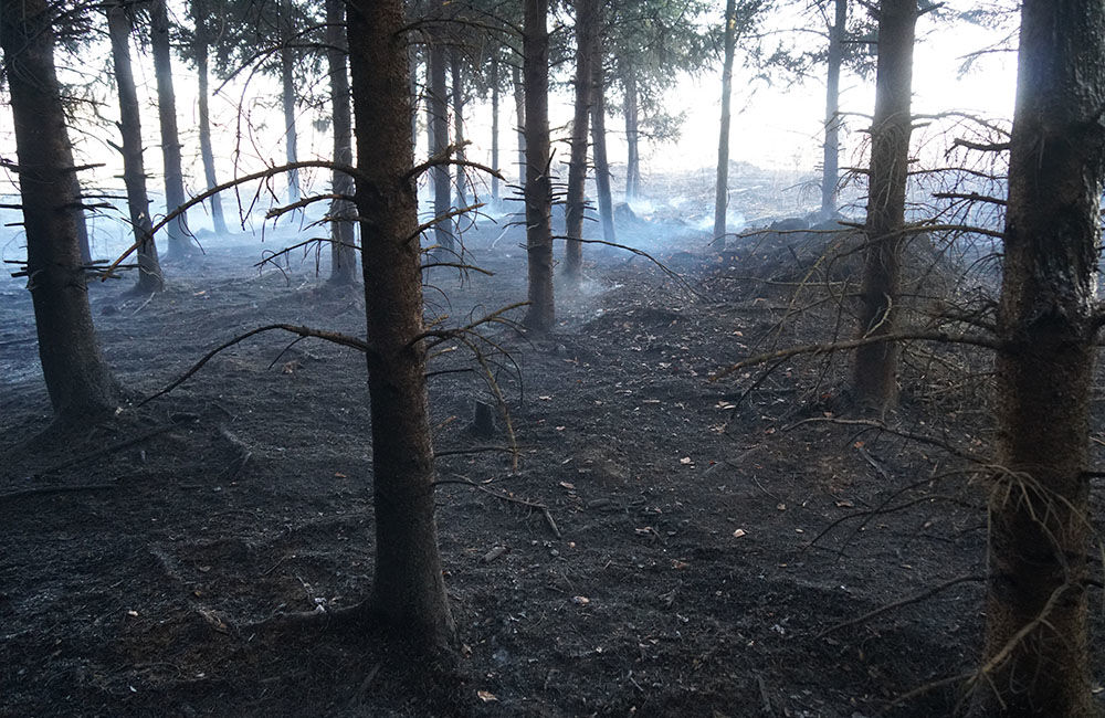 FOTO: Les medzi Rosinou a Trnovým je v plameňoch, zasahuje množstvo hasičov, foto 18