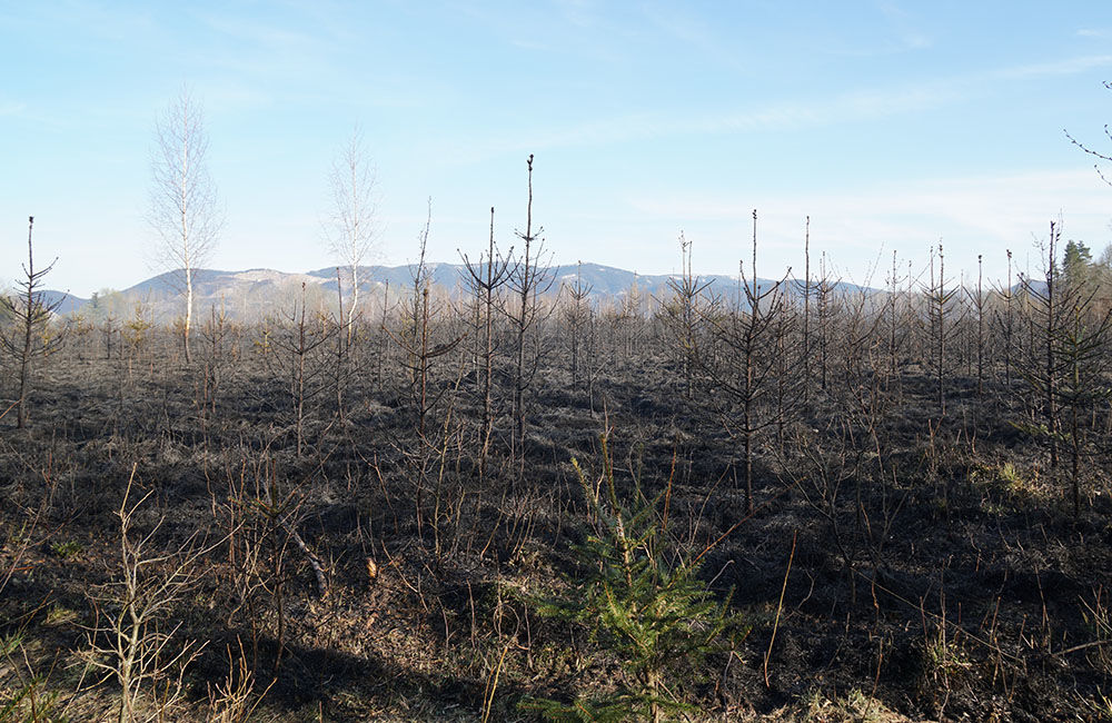 FOTO: Les medzi Rosinou a Trnovým je v plameňoch, zasahuje množstvo hasičov, foto 19