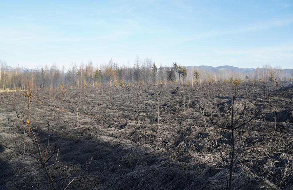 FOTO: Les medzi Rosinou a Trnovým je v plameňoch, zasahuje množstvo hasičov, foto 20