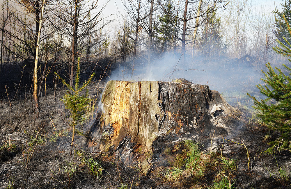 FOTO: Les medzi Rosinou a Trnovým je v plameňoch, zasahuje množstvo hasičov, foto 4
