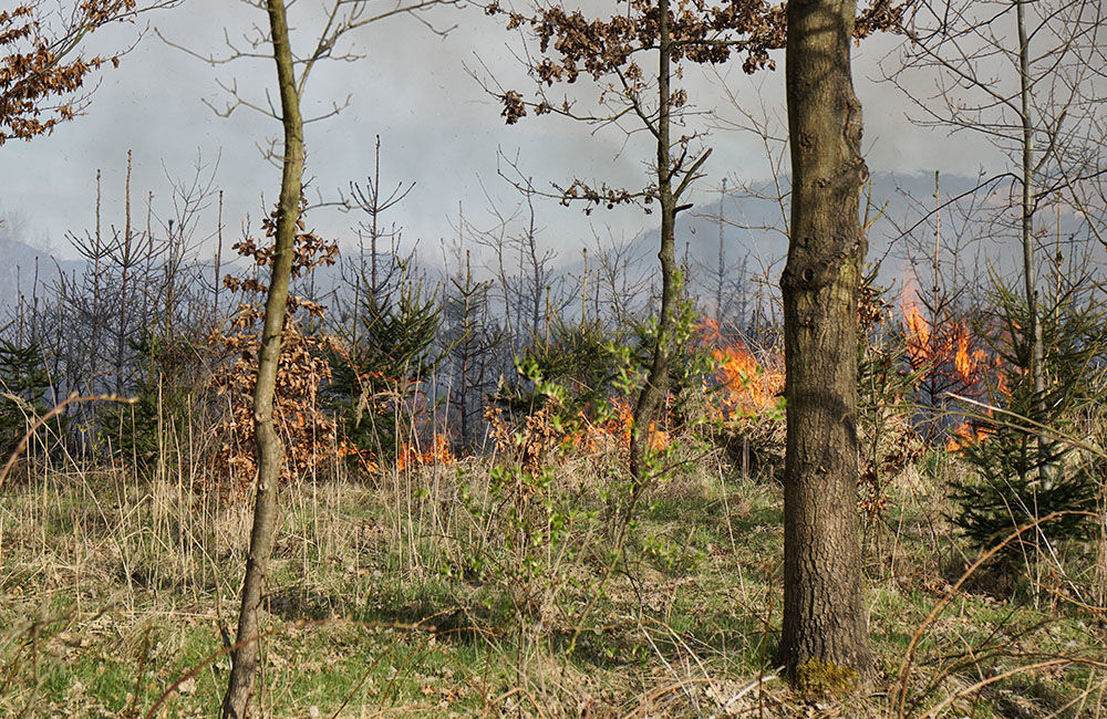 FOTO: Les medzi Rosinou a Trnovým je v plameňoch, zasahuje množstvo hasičov, foto 8