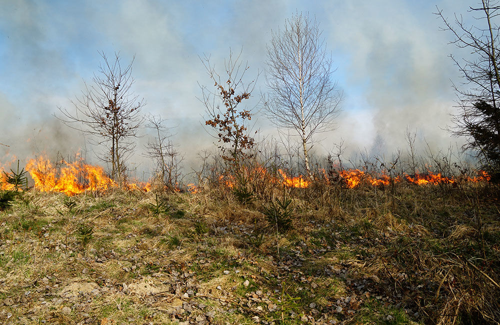FOTO: Les medzi Rosinou a Trnovým je v plameňoch, zasahuje množstvo hasičov, foto 27