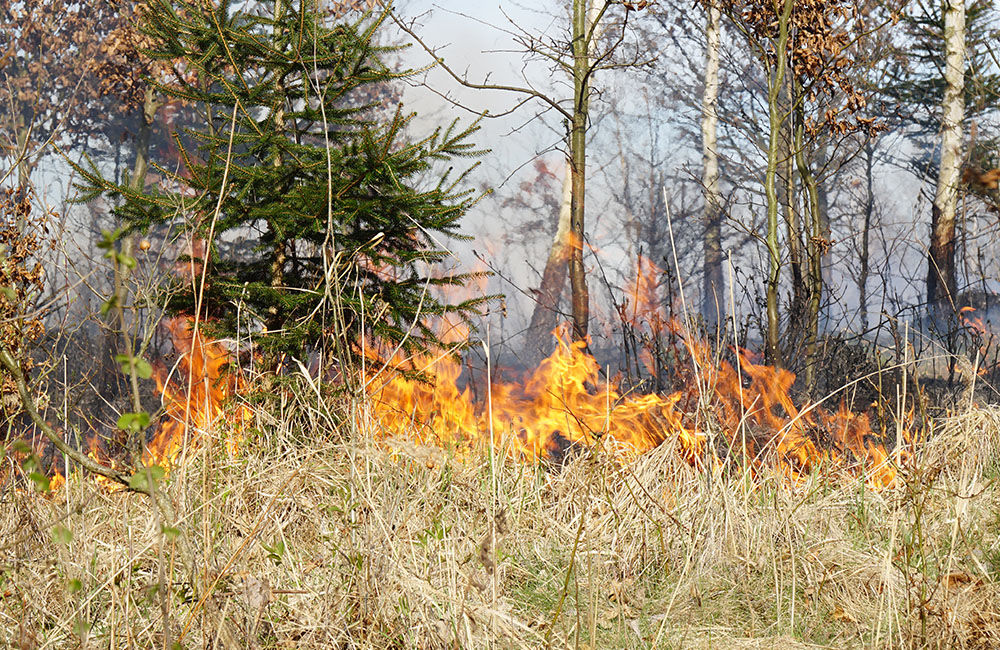 FOTO: Les medzi Rosinou a Trnovým je v plameňoch, zasahuje množstvo hasičov, foto 29