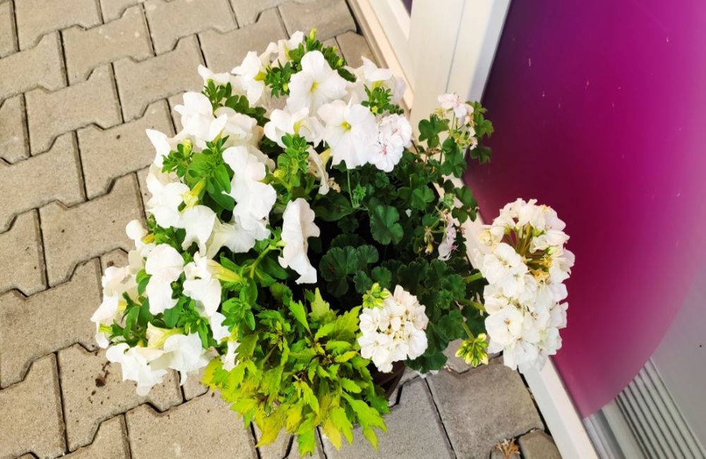 FOTO: Zmiznuté kvety a kvetináče na Vlčincoch, foto 1
