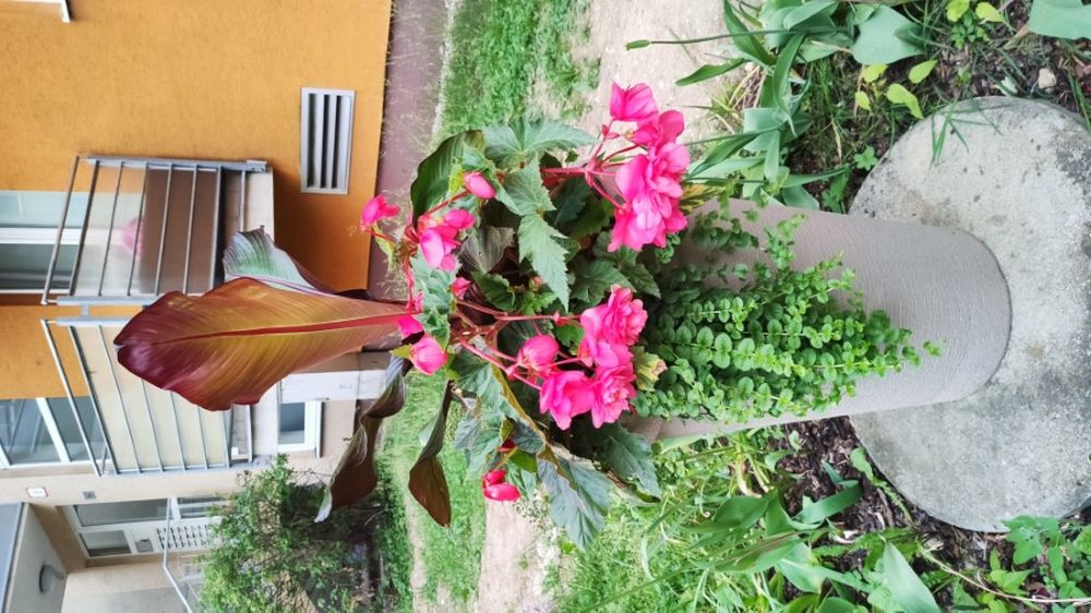 FOTO: Zmiznuté kvety a kvetináče na Vlčincoch, foto 8