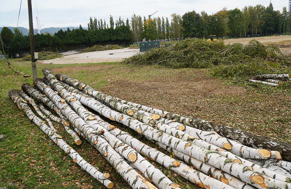 FOTO: Pri revitalizácii atletického areálu univerzity odstránili stromoradie s brezami, foto 6