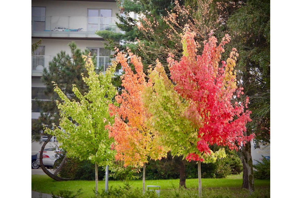 FOTO: Výber jesenných fotografií zachytených čitateľmi v Žilinskom kraji, foto 23