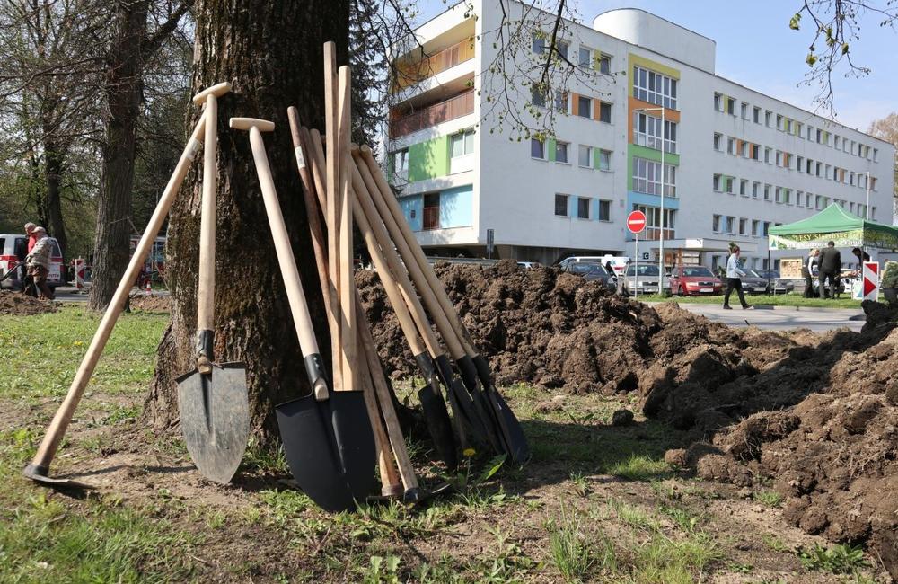 FOTO: Vysádzanie stromov v areáli žilinskej nemocnice 3. mája 2022, foto 5