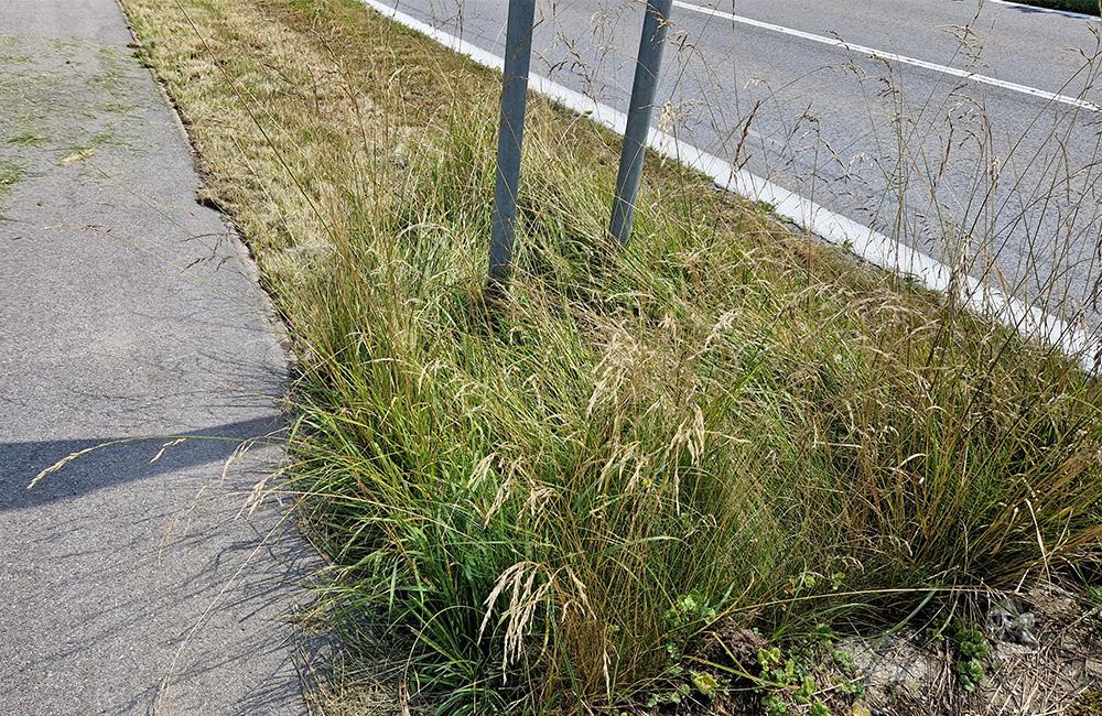 FOTO: Po kosení trávy pri žilinskom lesoparku zostala tráva na chodníkoch a skládky v kríkoch, foto 2