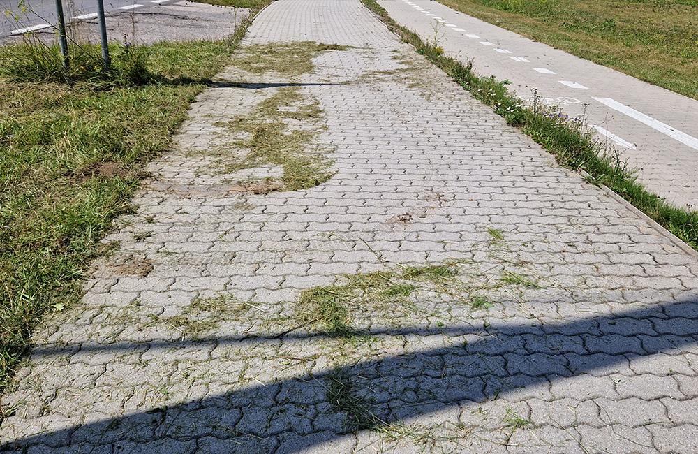 FOTO: Po kosení trávy pri žilinskom lesoparku zostala tráva na chodníkoch a skládky v kríkoch, foto 4
