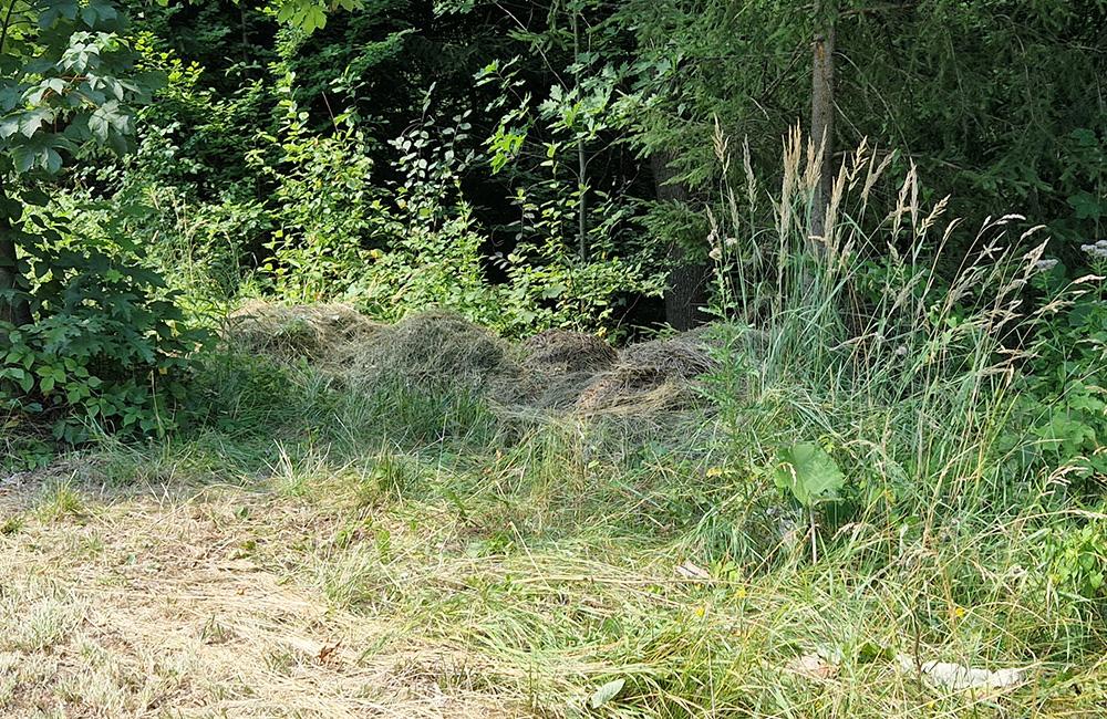 FOTO: Po kosení trávy pri žilinskom lesoparku zostala tráva na chodníkoch a skládky v kríkoch, foto 8