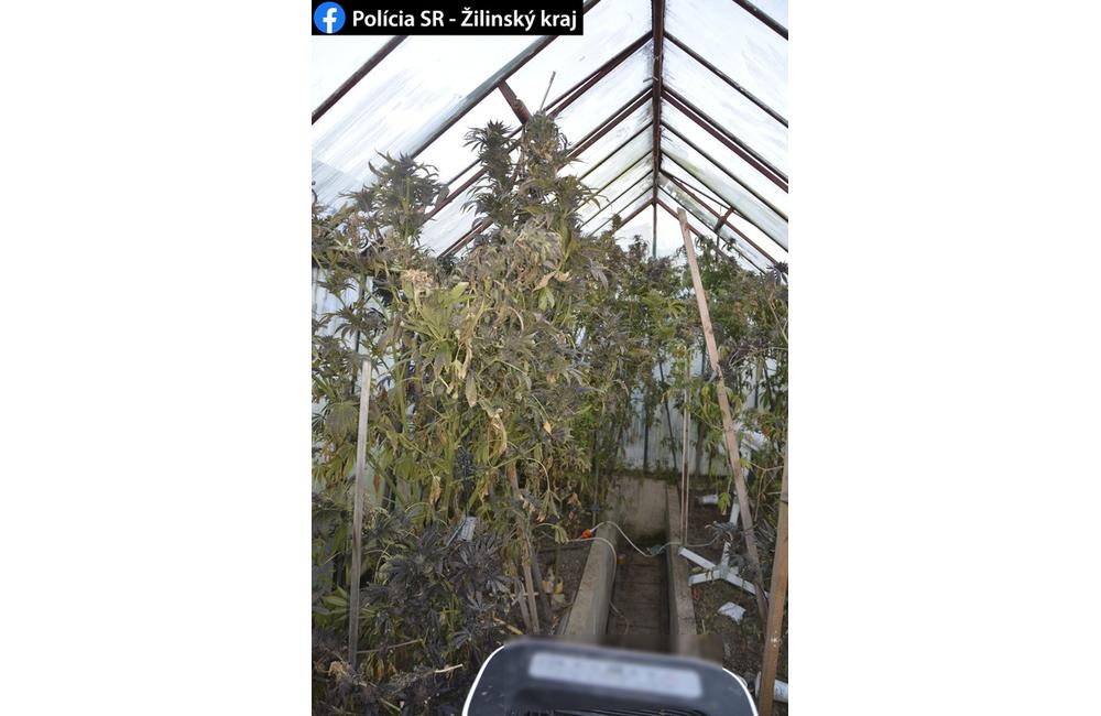 FOTO: Kriminalisti obvinili 31-ročného Erika zo Žiliny, pestoval marihuanu v skleníku , foto 1