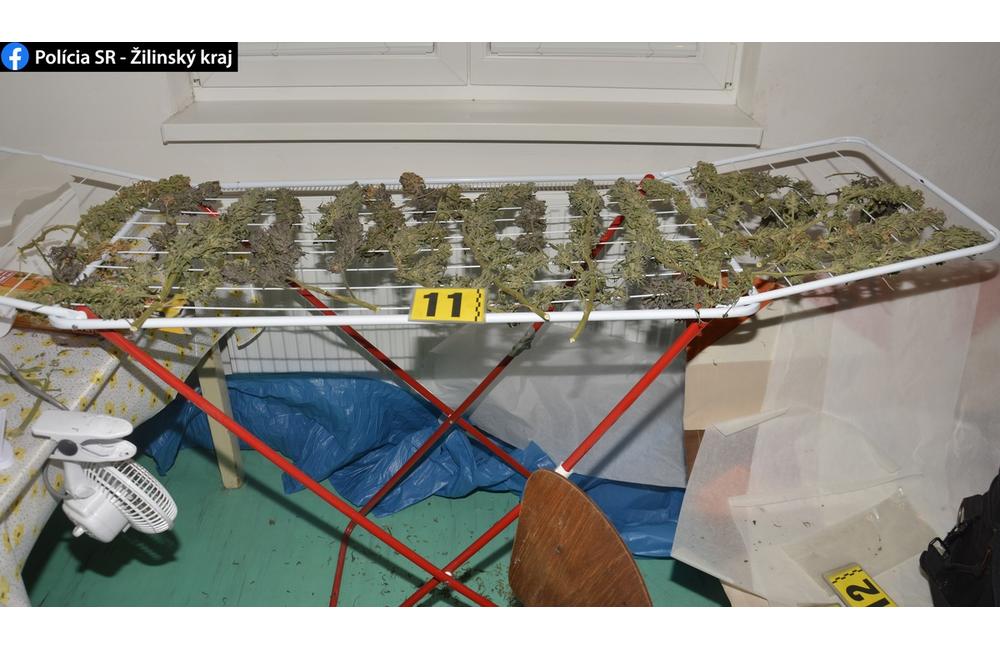 FOTO: Kriminalisti obvinili 31-ročného Erika zo Žiliny, pestoval marihuanu v skleníku , foto 2