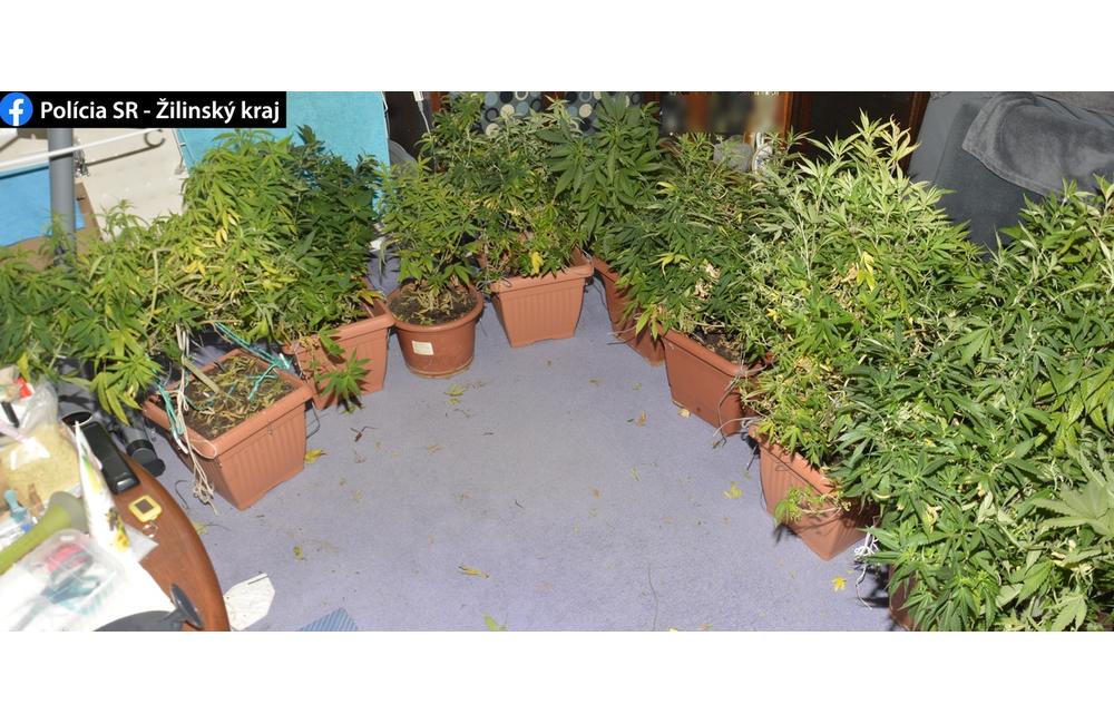 FOTO: Kriminalisti obvinili 31-ročného Erika zo Žiliny, pestoval marihuanu v skleníku , foto 3
