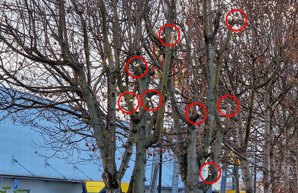FOTO: Na ulici Vysokoškolákov niekto orezal stromy rastúce pri reklamnej ploche, foto 3