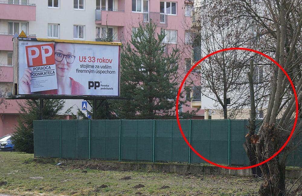 FOTO: Na Rosinskej ceste v Žiline sa objavil ďalší prípad orezávania stromov pred reklamnými plochami, foto 7