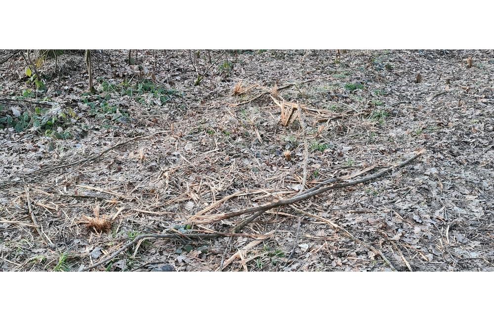 FOTO: Orezané konáre a polámané dreviny v Lesoparku Chrasť, foto 5