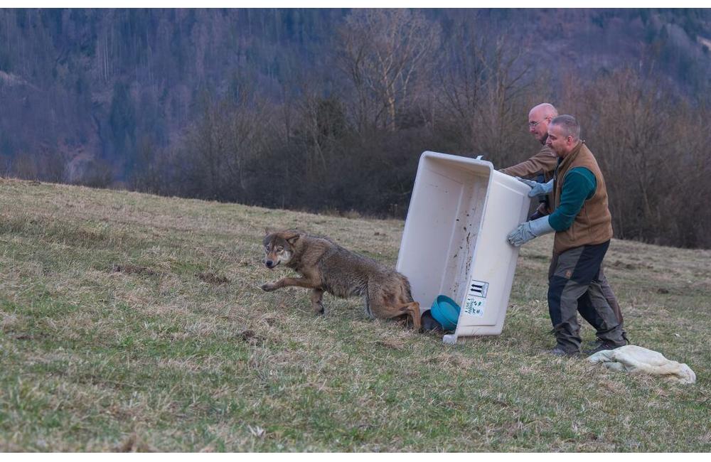 FOTO: Zranená vlčica, ktorú našli ležať na ceste na Kysuciach sa opäť vrátila do prírody, foto 9