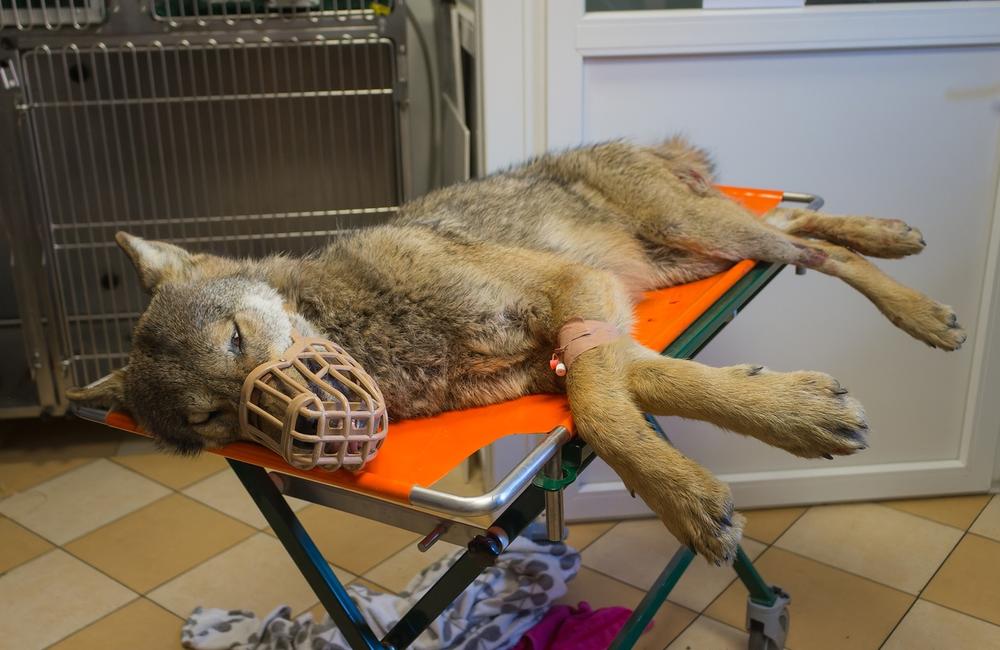 FOTO: Zranená vlčica, ktorú našli ležať na ceste na Kysuciach sa opäť vrátila do prírody, foto 2