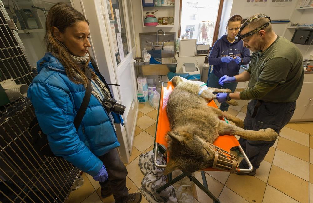 FOTO: Zranená vlčica, ktorú našli ležať na ceste na Kysuciach sa opäť vrátila do prírody, foto 1