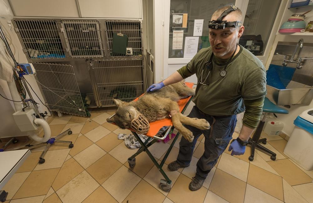 FOTO: Zranená vlčica, ktorú našli ležať na ceste na Kysuciach sa opäť vrátila do prírody, foto 6