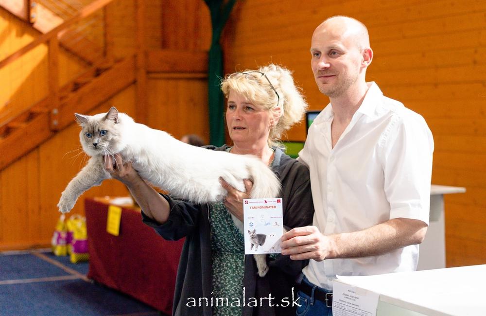 FOTO: V Žiline sa uskutoční medzinárodná výstava mačiek, foto 5