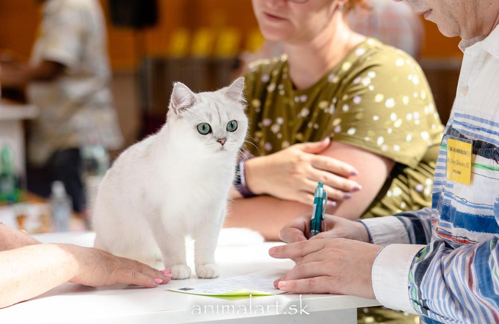 FOTO: V Žiline sa uskutoční medzinárodná výstava mačiek, foto 7