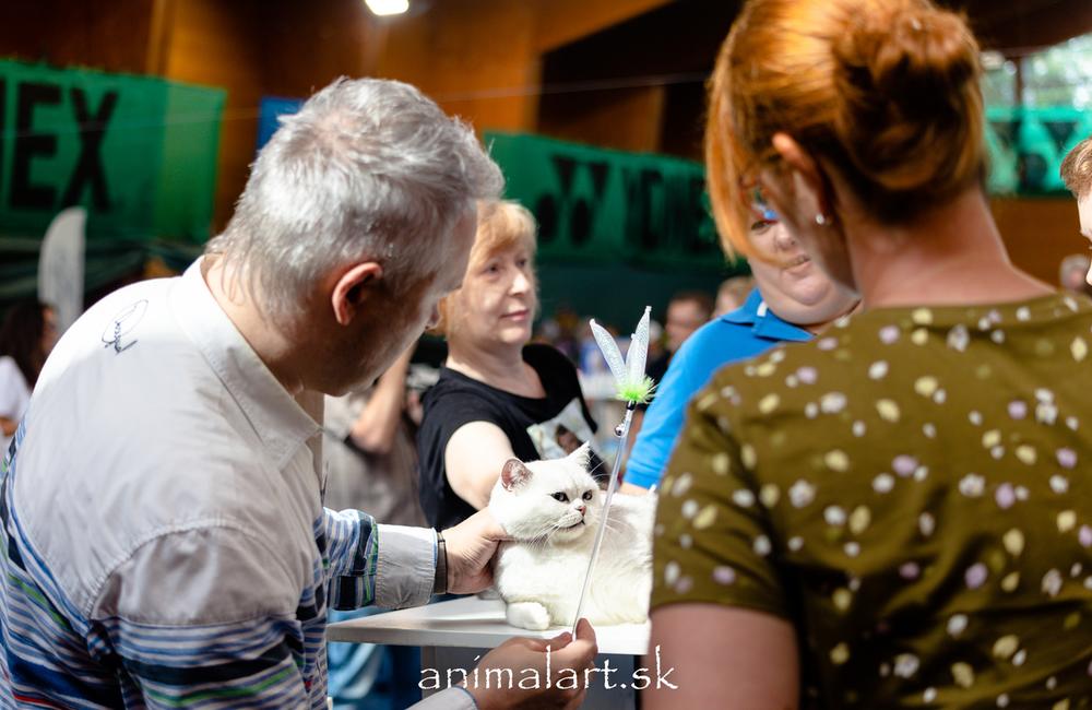 FOTO: V Žiline sa uskutoční medzinárodná výstava mačiek, foto 12