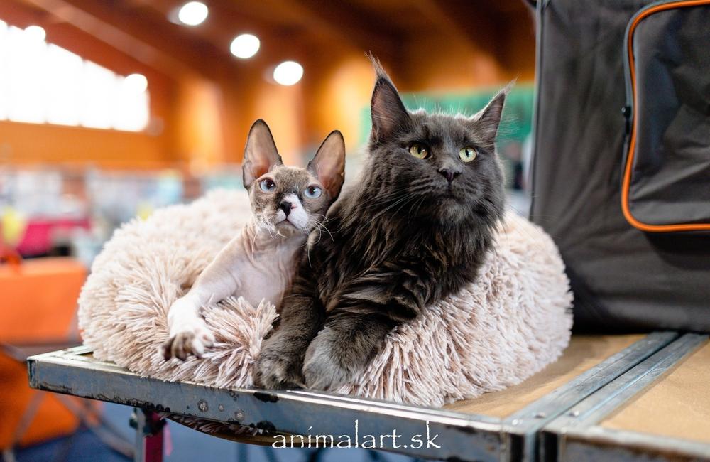 FOTO: V Žiline sa uskutoční medzinárodná výstava mačiek, foto 20