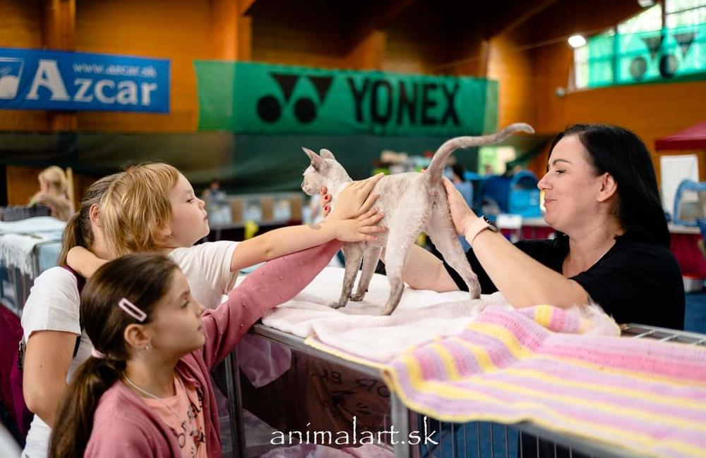 FOTO: V Žiline sa uskutoční medzinárodná výstava mačiek, foto 21